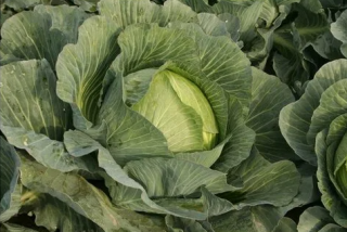 Капуста белокочанная Зимовка 1474,