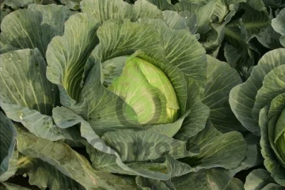 Капуста белокочанная Зимовка 1474,