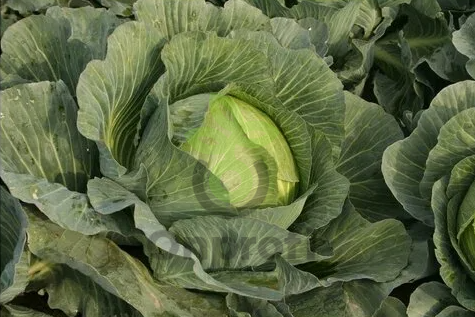 Капуста белокочанная Зимовка 1474,