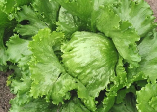 Салат Колобок, 5гр (фасовка)