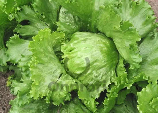 Салат Колобок, 5гр (фасовка)