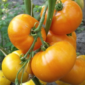 Томат Хурма, 0,5гр (фасовка)