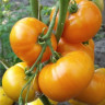 Томат Хурма, 0,5гр (фасовка)