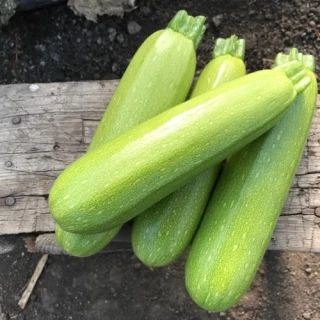 Кабачок Паскаль F1, 20шт (фасовка)