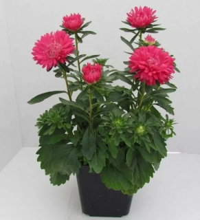 (п.ф.) Астра Пот Энд Патио Скарлет, 250 шт (№1-12)