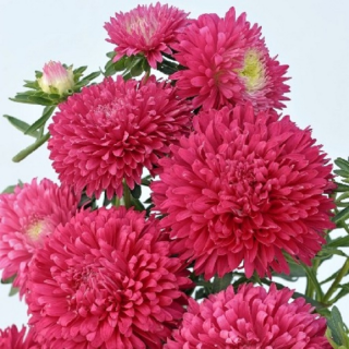 (п.ф.) Астра Пот Энд Патио Скарлет, 250 шт (№1-12)