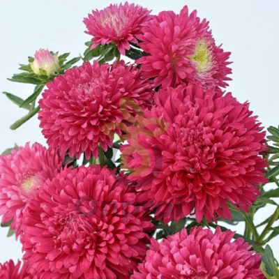 (п.ф.) Астра Пот Энд Патио Скарлет, 250 шт (№1-12)