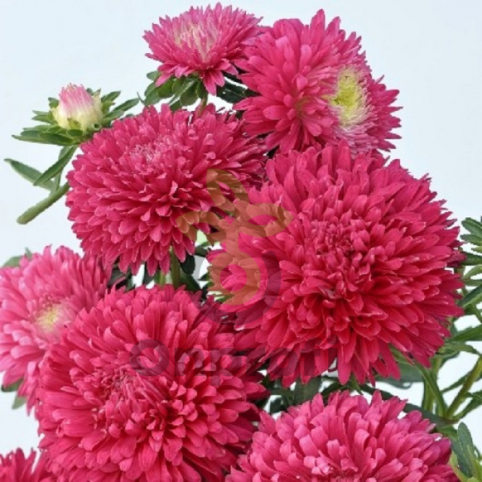 (п.ф.) Астра Пот Энд Патио Скарлет, 250 шт (№1-12)