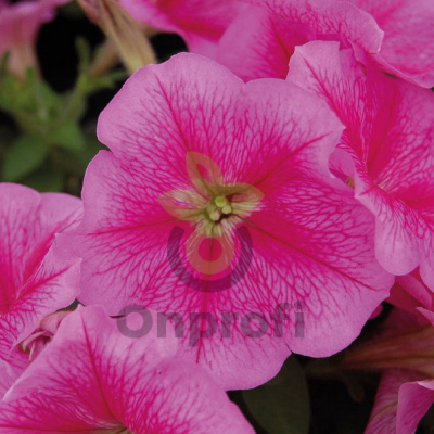 (п.ф.) Петуния Мамбо Джи Пи Роуз Вейнед, 100 шт (№9-5-17) Поиск