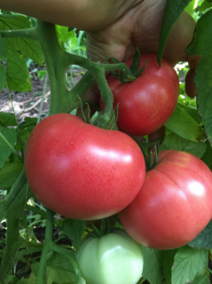 Томат Магура (Новинка 151) F1,