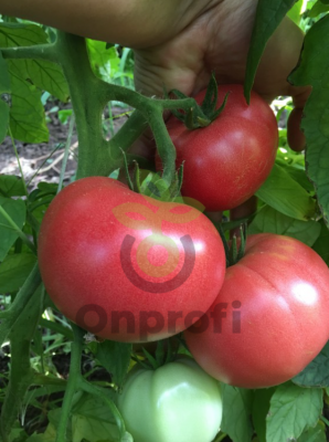 Томат Магура (Новинка 151) F1,