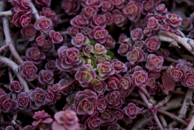 (п.ф.) Седум Ложный Вуду,