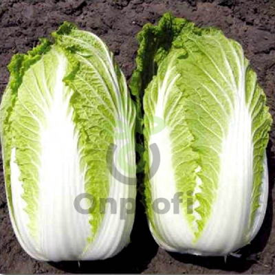 Капуста пекинская Кисеки,