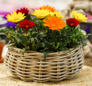 (п.ф.) Гацания Энорма Фулл Микс F1,