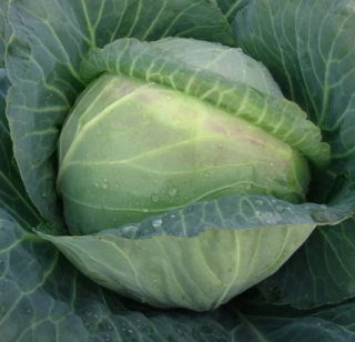 Капуста белокачанная Мидор,