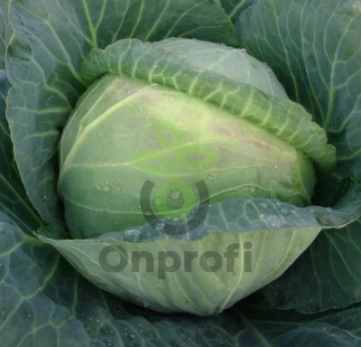 Капуста белокачанная Мидор,