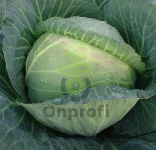 Капуста белокачанная Мидор,