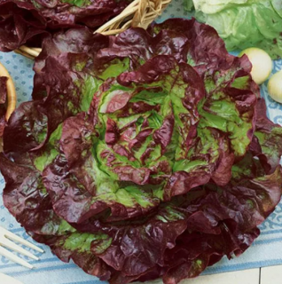 Салат Красный полукачанный, 5гр (фасовка)