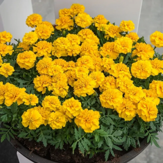 (п.ф.) Бархатцы Креста Голд, 250 шт