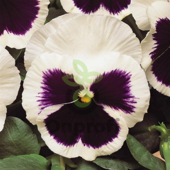 (п.ф.) Виола Виттрока Матрикс Вайт Блотч F1, 50 шт