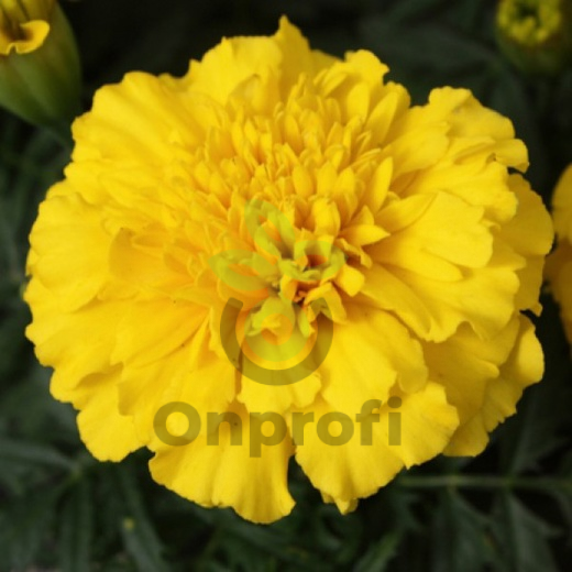 (п.ф.) Бархатцы Бонанза Голд,