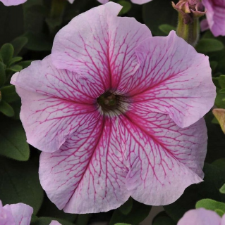 (п.ф.) Петуния Дэдди Пепперминт F1,