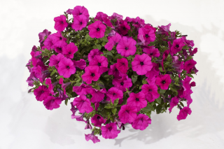 (п.ф.) Петуния Гарден Бьюти,