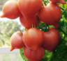 Томат Иван (Ницсса 14) F1, 5гр
