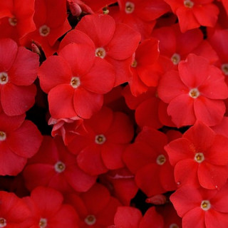 (п.ф.) Флокс Друммонди Этни Скарлет F1,