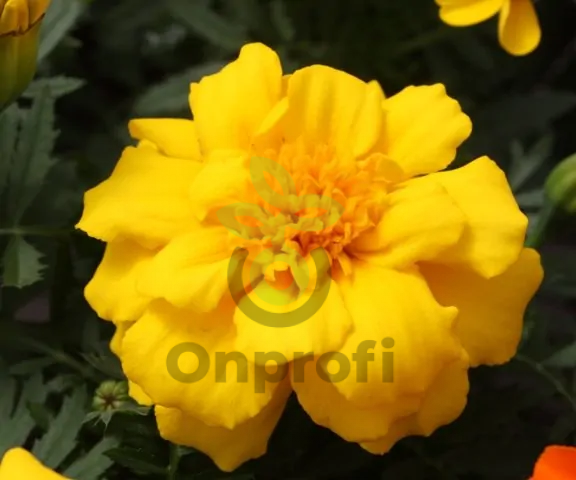 (п.ф.) Бархатцы Дюранго Еллоу,