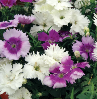 (п.ф.) Гвоздика Диана Лавендина Микс,