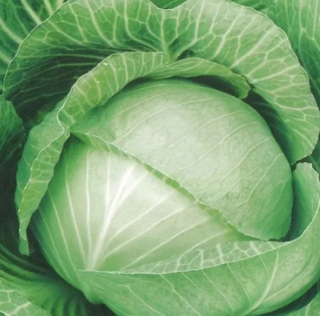 Капуста белокачанная Московская поздняя 15,