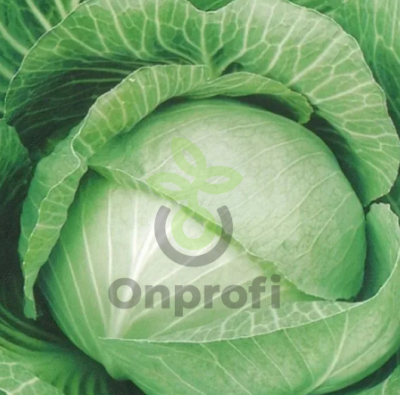 Капуста белокачанная Московская поздняя 15,