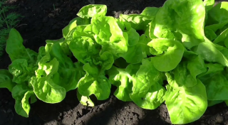 Салат Московский парниковый, 5гр (фасовка)