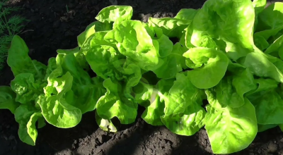 Салат Московский парниковый, 5гр (фасовка)