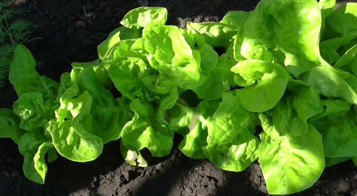 Салат Московский парниковый, 5гр (фасовка)