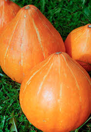 Тыква крупноплодная Россиянка, 10гр (фасовка)