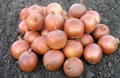 Лук Хеленас, 250 000шт