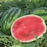 Арбуз (васко) Бомба F1,