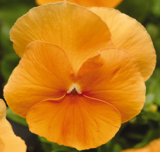 (п.ф.) Виола Виттрока Матрикс Оранж F1, 50 шт (№4-26)