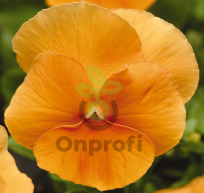 (п.ф.) Виола Виттрока Матрикс Оранж F1, 50 шт (№4-26)