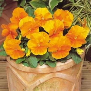 (п.ф.) Виола Виттрока Матрикс Оранж F1, 50 шт (№4-26)