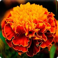 (п.ф.) Бархатцы Хот Пак Спрай, 1000 шт (№3-29)