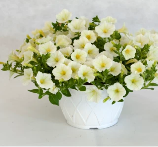 (п.ф.) Петуния Пендолино Еллоу Центр, 100 шт (№9-1-12)