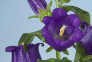 (п.ф.) Колокольчик Кампанелла Блю F1, 100 драже (№6-113)