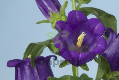 (п.ф.) Колокольчик Кампанелла Блю F1, 100 драже (№6-113)