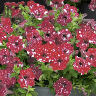 (п.ф.) Петуния Дот Стар Ред,