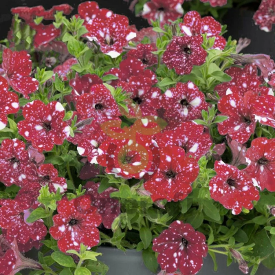 (п.ф.) Петуния Дот Стар Ред,