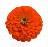 (п.ф.) Циния Зести Оранж, 100 шт (№6-433)