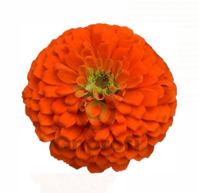 (п.ф.) Циния Зести Оранж, 100 шт (№6-433)